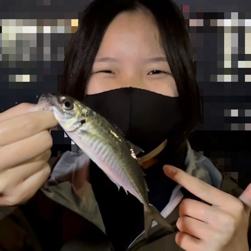 兵庫県で釣れたアジの釣り・釣果情報 - アングラーズ | 釣果600万件の
