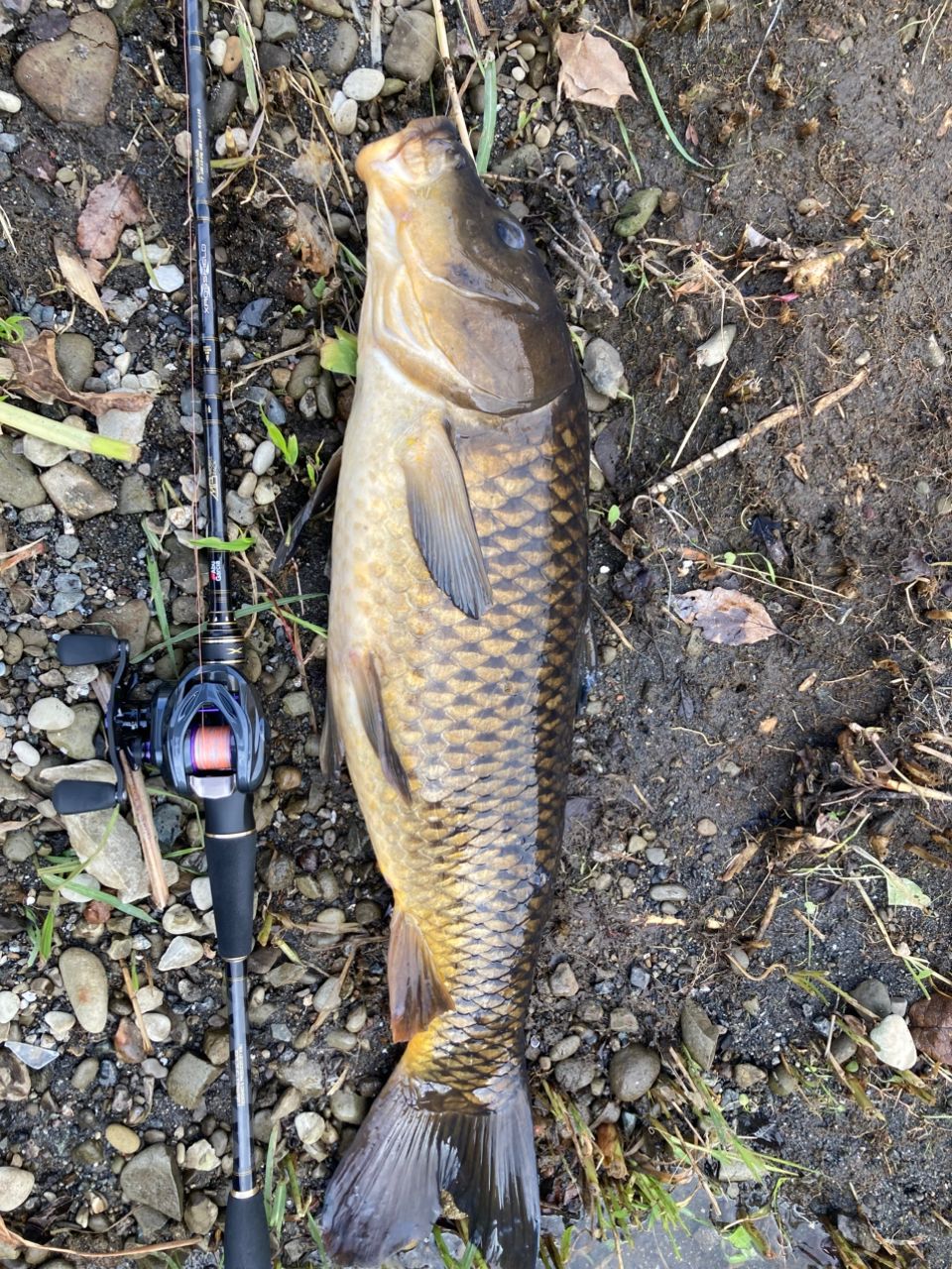 AbuGarcia クロスフィールド XRFC-704M-MBの最安値・インプレ・釣果