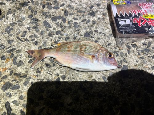 タイの釣果