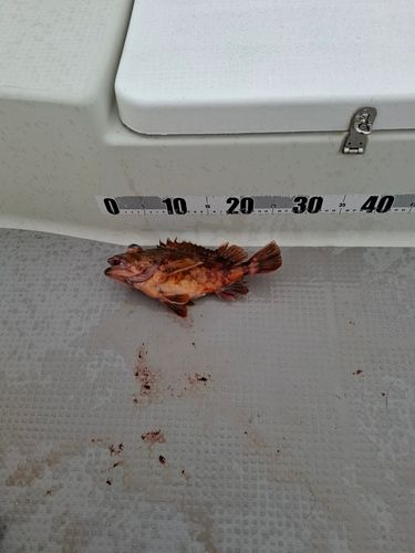 ウッカリカサゴの釣果