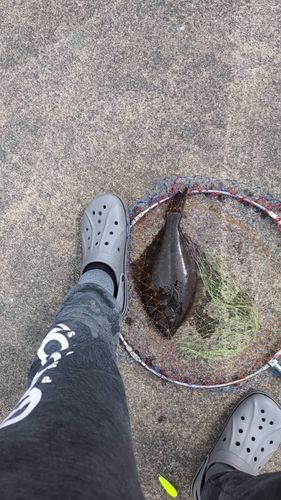 マコガレイの釣果