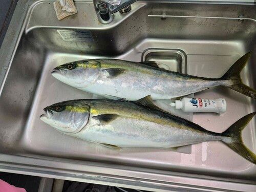 ガンドの釣果