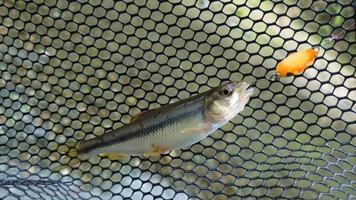 カワムツの釣果