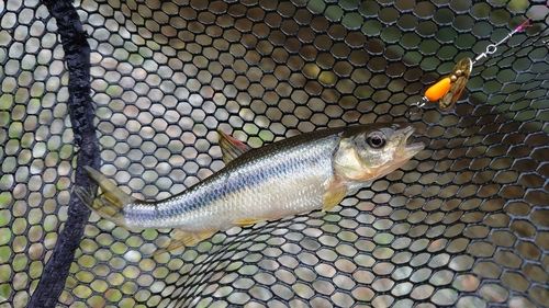 カワムツの釣果