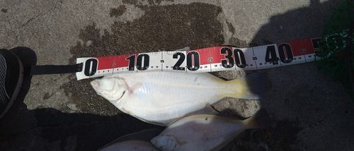 マガレイの釣果
