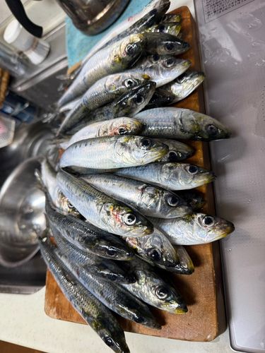 マイワシの釣果