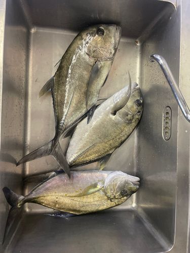 シロブチハタの釣果