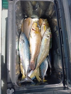 イサキの釣果