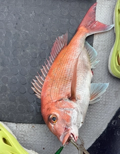 マダイの釣果