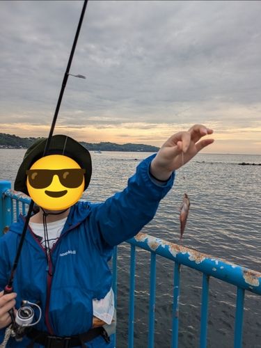 ネンブツダイの釣果