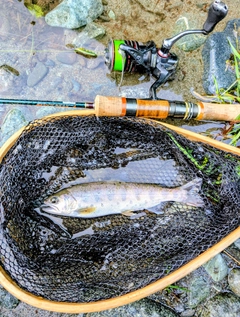 ヤマメの釣果