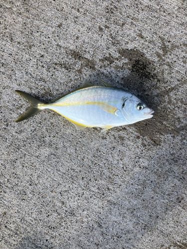 シマアジの釣果
