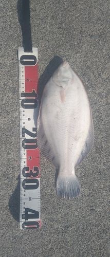 クロガシラガレイの釣果