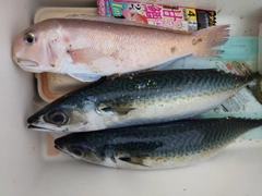 アマダイの釣果