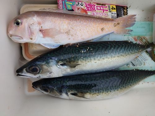 アマダイの釣果