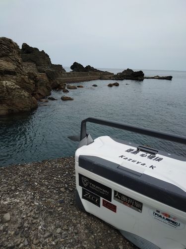 グレの釣果
