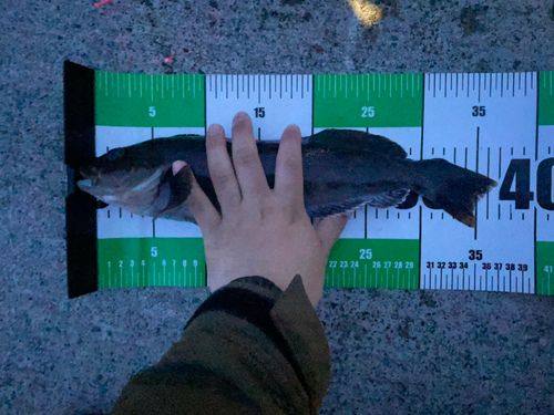 アイナメの釣果