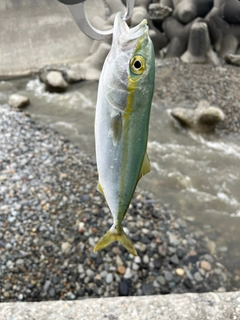 ツバイソの釣果