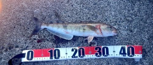 ホッケの釣果