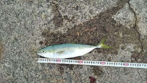 ツバイソの釣果