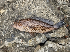 オオモンハタの釣果