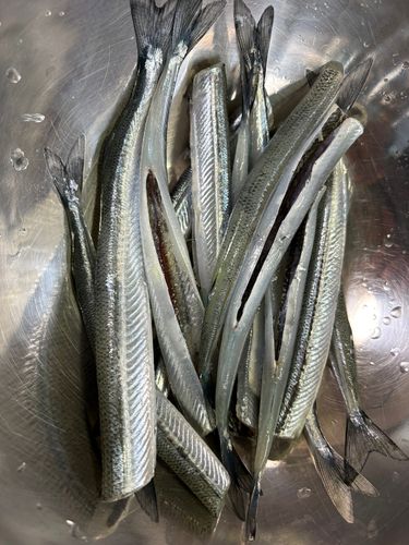サヨリの釣果
