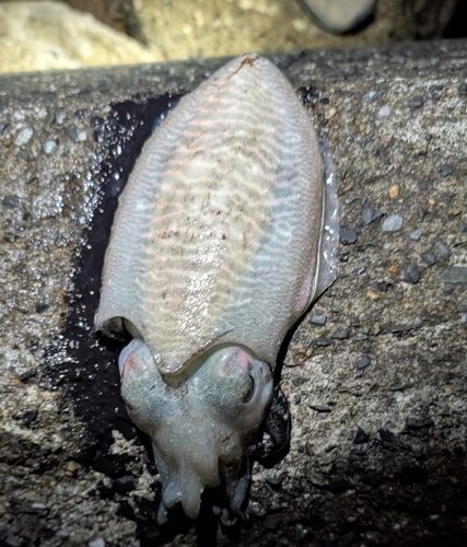 コウイカの釣果