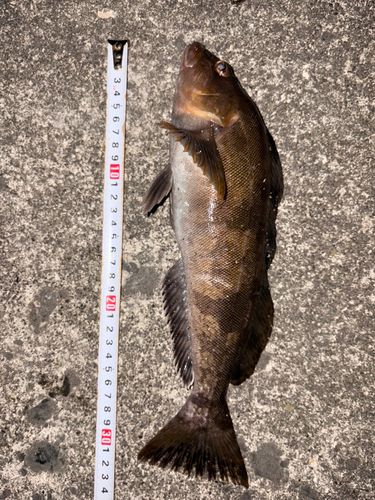 アイナメの釣果
