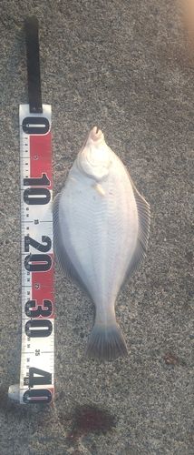 マガレイの釣果