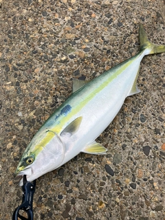 ワラサの釣果
