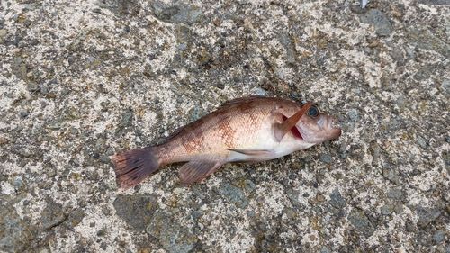メバルの釣果