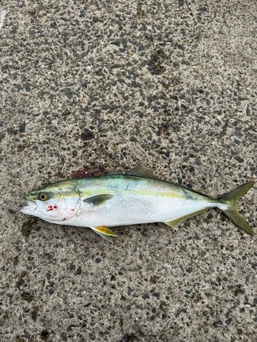 イナダの釣果
