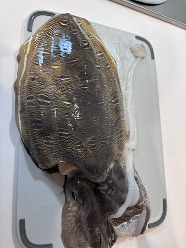 コウイカの釣果