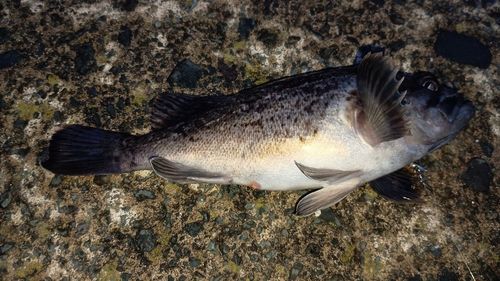 クロソイの釣果