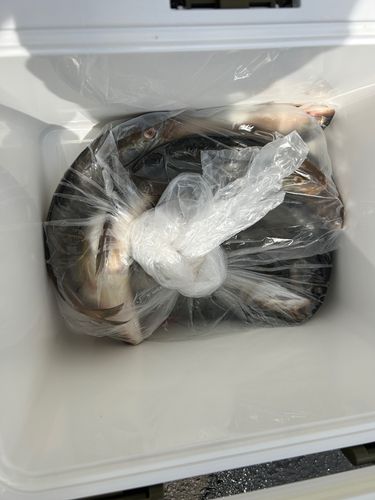 ホッケの釣果
