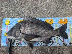 クロダイの釣果