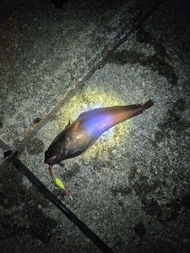 ドンコの釣果