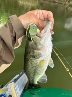 ラージマウスバスの釣果