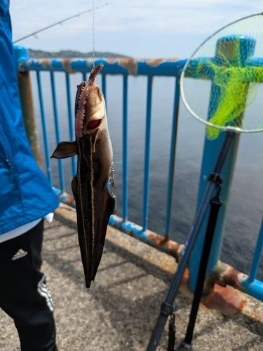 ゴンズイの釣果