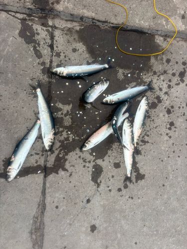ニシンの釣果