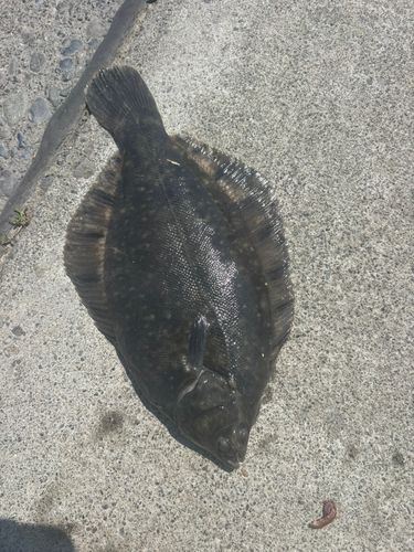 カレイの釣果
