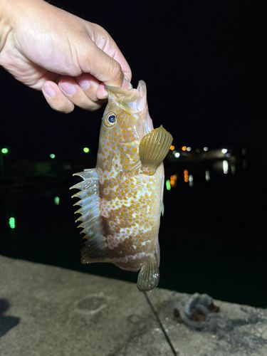アコウの釣果