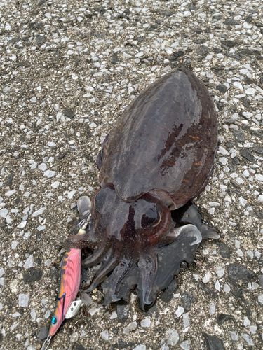 コウイカの釣果