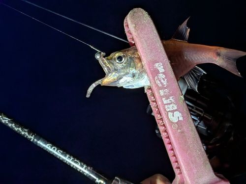 ネンブツダイの釣果