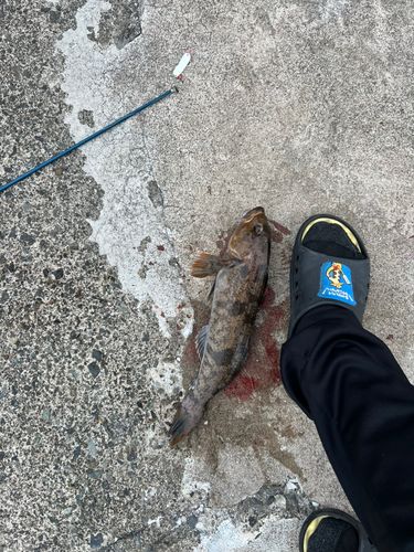アイナメの釣果