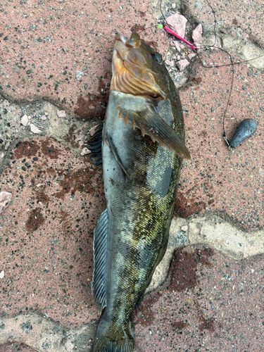 アブラコの釣果