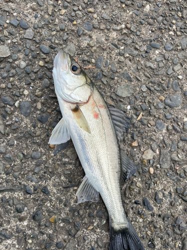セイゴ（タイリクスズキ）の釣果