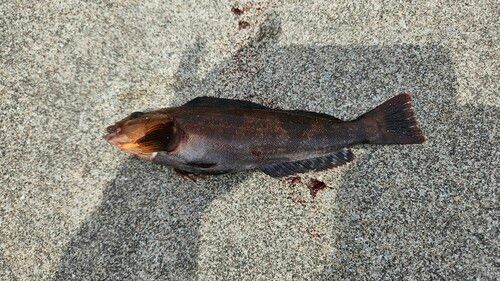 マコガレイの釣果