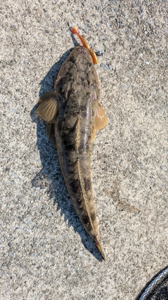 マゴチの釣果