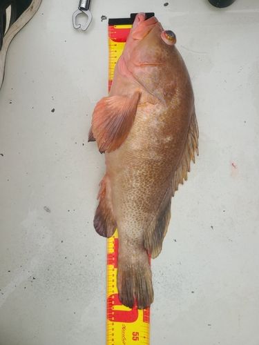 アコウの釣果